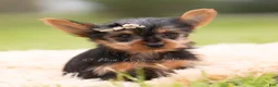 Yorkshire Terrier dogs for sale: Sparky - Ad 1