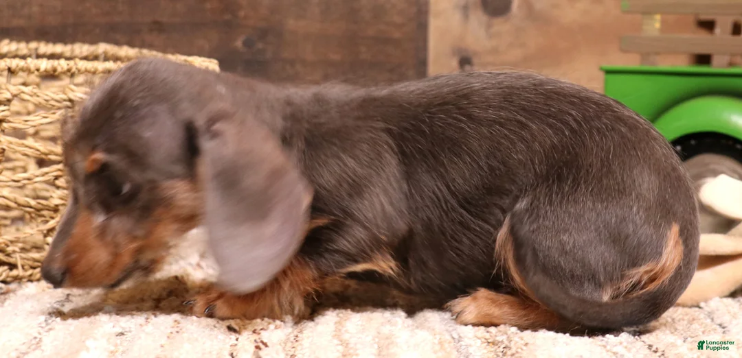 Miniature Dachshund dogs for sale: Wynnie blue/tan wirehair - Ad 2