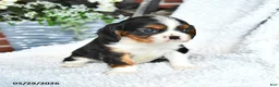 Cavalier King Charles Spaniel dogs for sale: Delvin - Ad 3