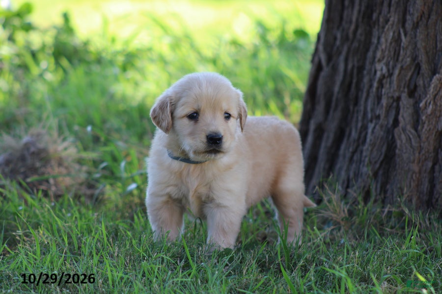 Golden Retriever dogs for sale: Ollie - Ad 1