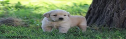 Golden Retriever dogs for sale: Ollie - Ad 1