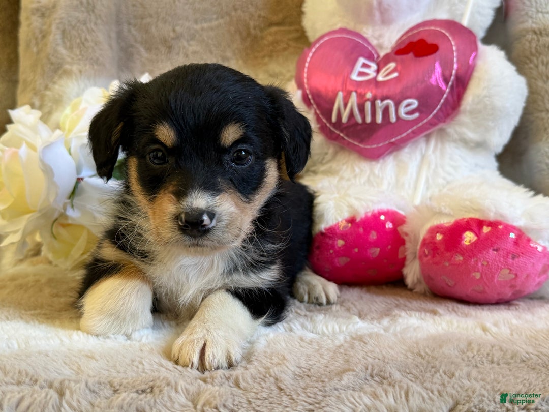 Mixed Breed dogs for sale: Candy - Ad 4