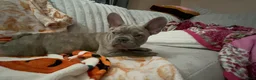 French Bulldog dogs for sale: Sadie bu - Ad 9