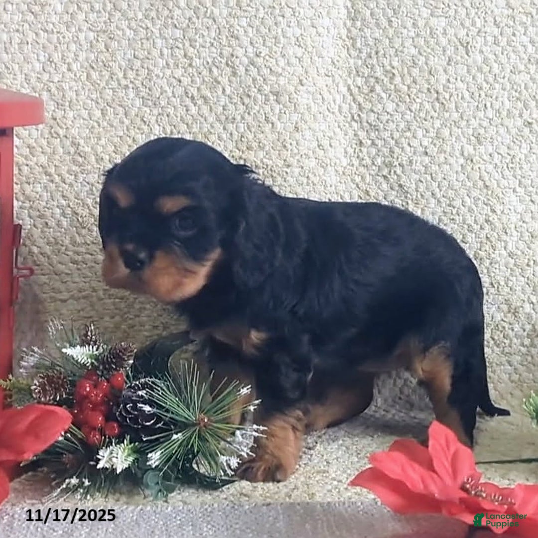 Cavalier King Charles Spaniel dogs for sale: Bell  - Ad 4