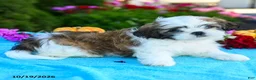 Shih Tzu dogs for sale: Andrea - Ad 5