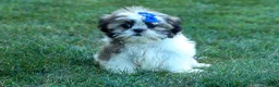 Shih Tzu dogs for sale: MILO - Ad 15