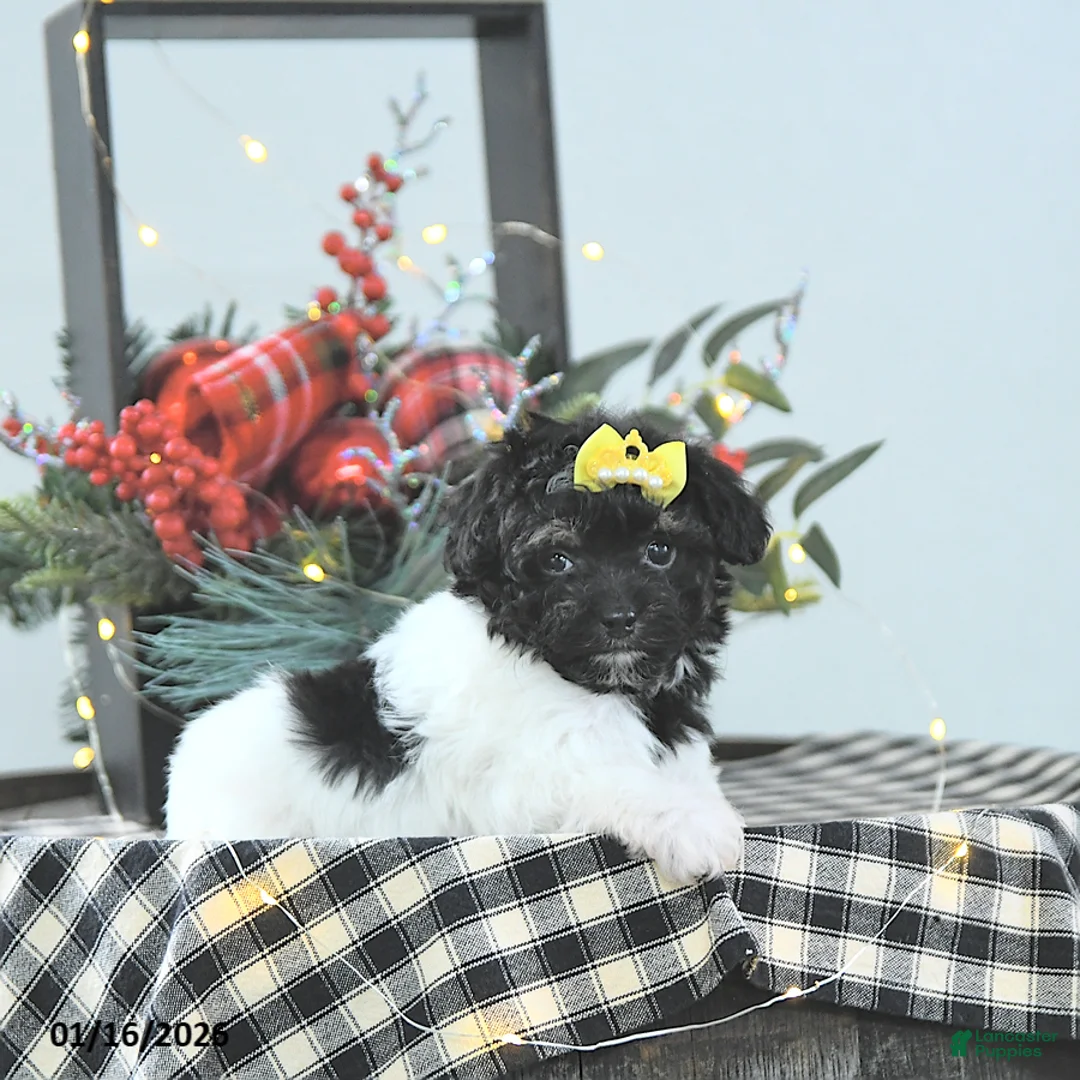 Havapoo dogs for sale: Ember - Ad 9