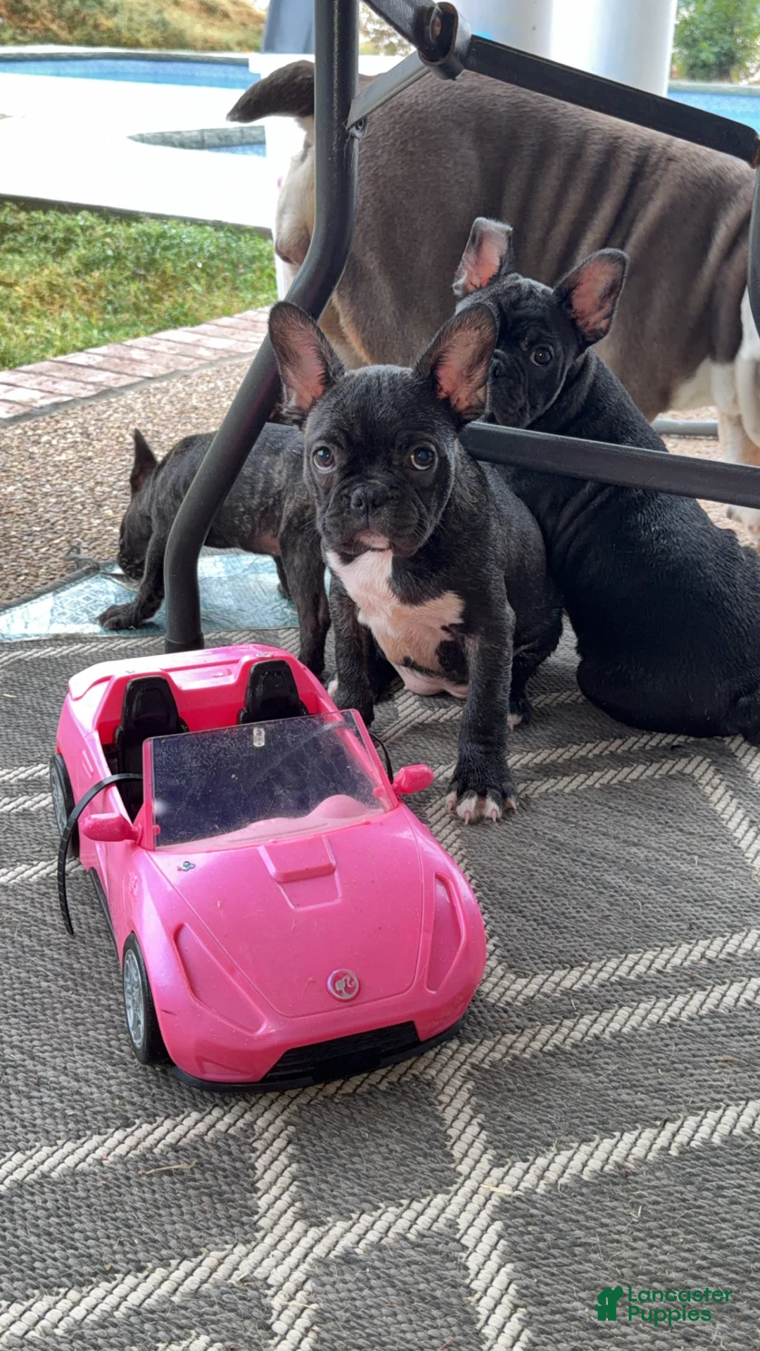 Frenchton dogs for sale: Frenchton 2 - Ad 2