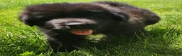 Tibetan Mastiff dogs for sale: Alfie - Ad 1