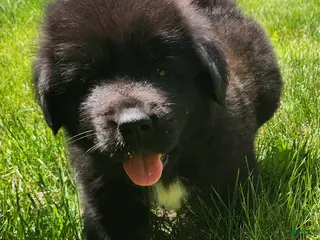 Tibetan Mastiff dogs Alfie - Ad 13