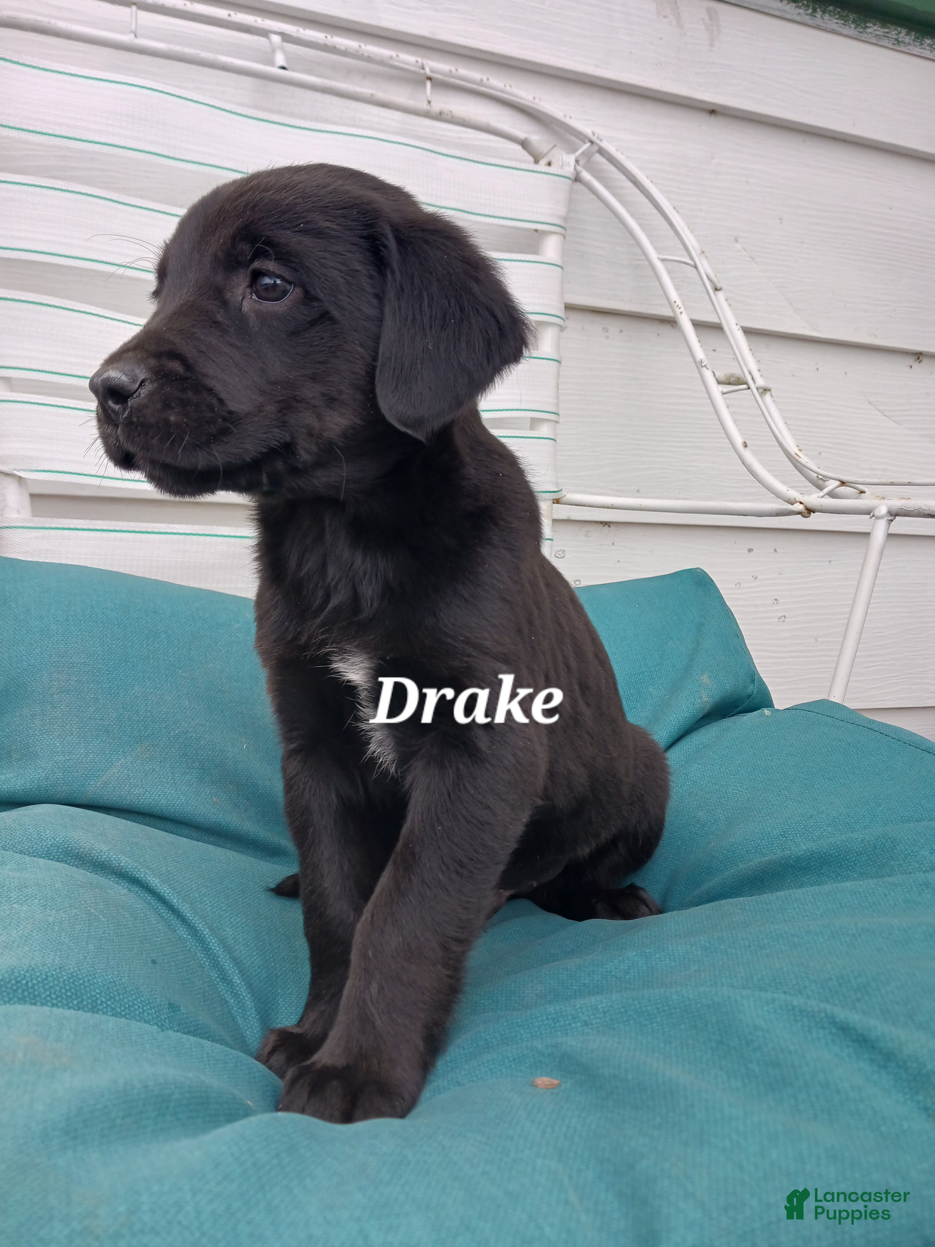 Mixed Breed dogs Mixed Breed Puppy 3 Drake - Ad 1