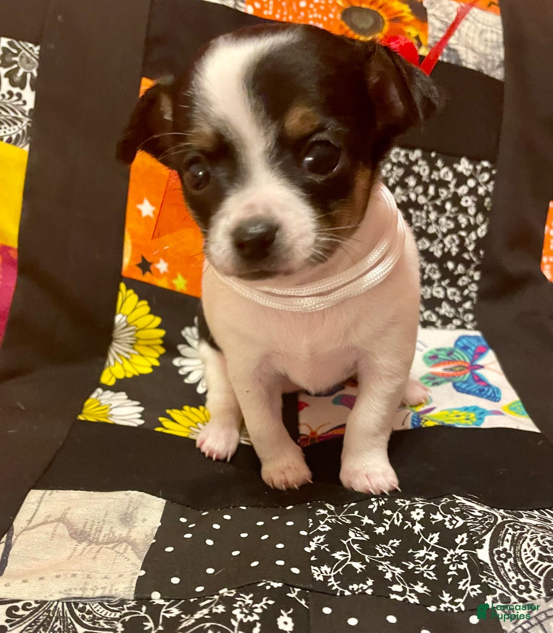 Chihuahua dogs for sale: Lucille - Ad 4