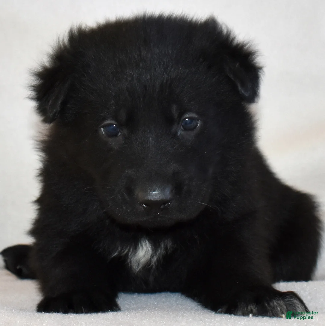 German Shepherd dogs for sale: Shadow - Ad 2