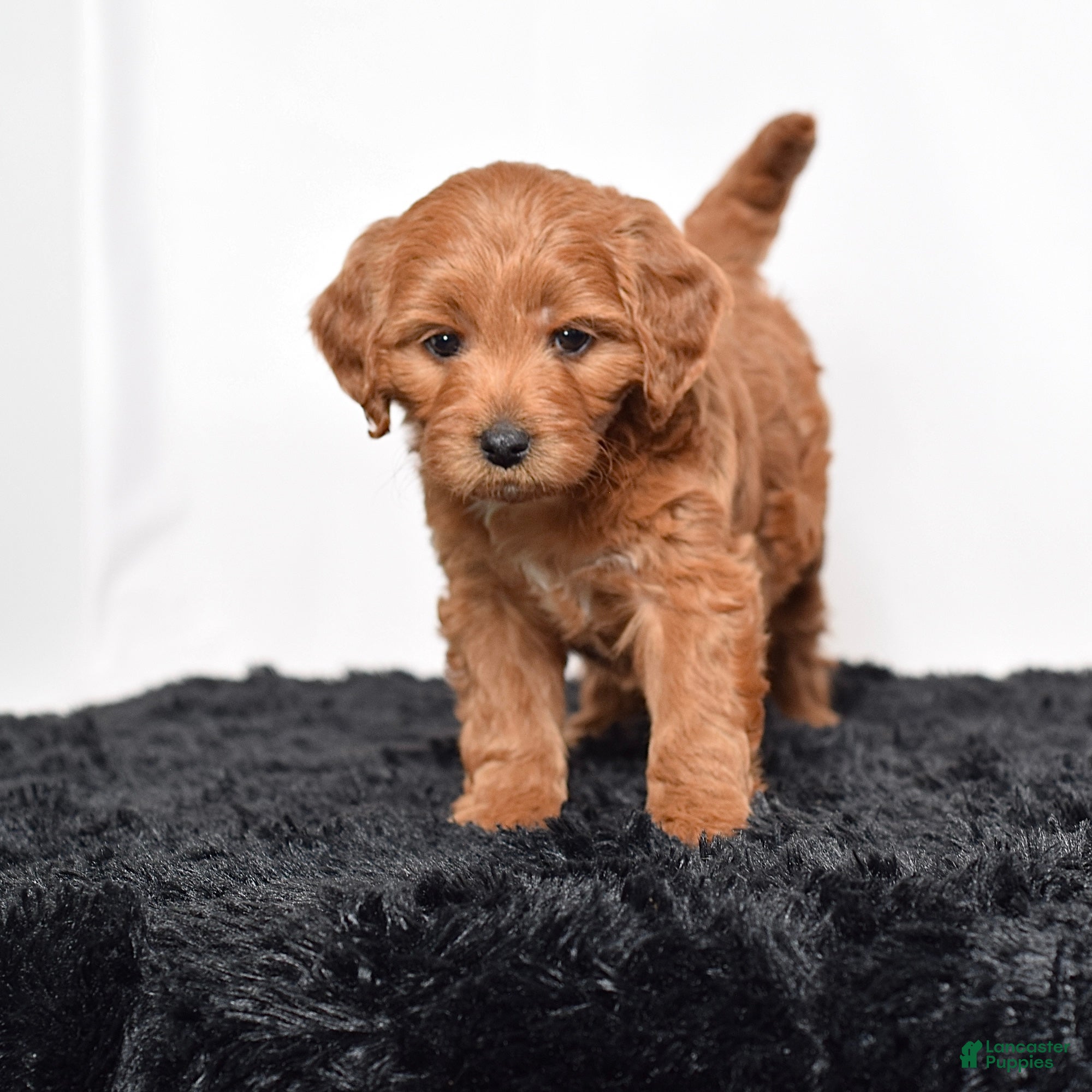 Mini Goldendoodle dogs for sale:  Macy - Ad 3