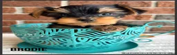 Yorkshire Terrier dogs for sale: Brodie - Ad 1
