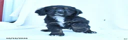English Cocker Spaniel dogs for sale: Muffin - Ad 2