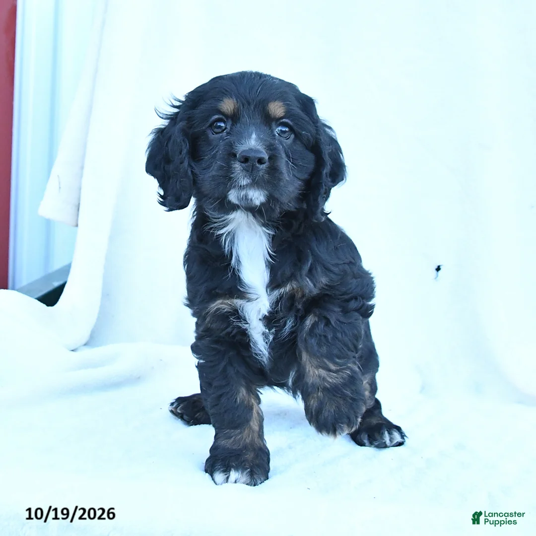 English Cocker Spaniel dogs for sale: Muffin - Ad 2