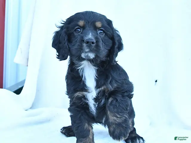 English Cocker Spaniel dogs for sale: Muffin - Ad 2