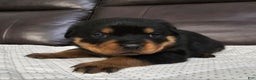 Rottweiler dogs for sale: Rottweiler Puppy 4 Purple Girl  - Ad 6