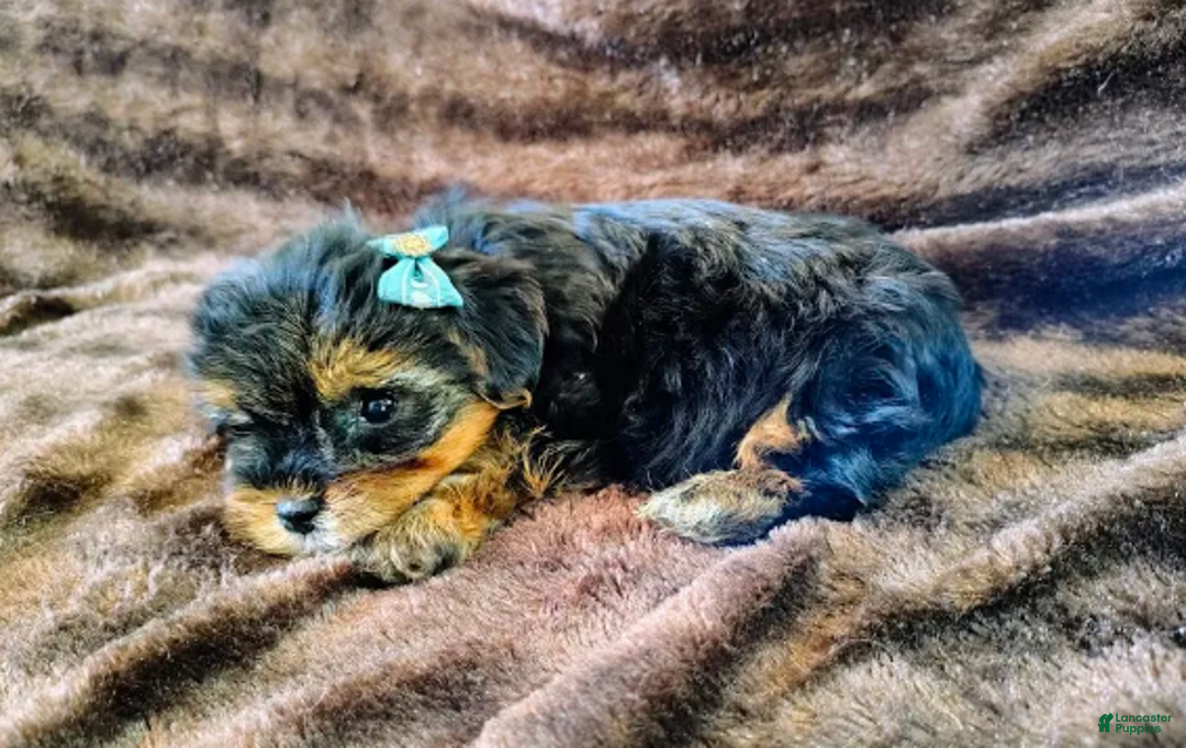 Yorkiepoo dogs for sale: Pudgy - Ad 5