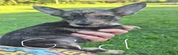 Mixed Breed dogs for sale: Mixed Breed 1 - Ad 2