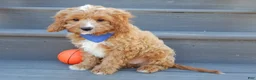 Cavapoo dogs for sale: Thomas - Ad 3