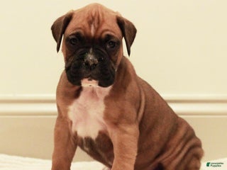 Boxer dogs Spot - Ad 34