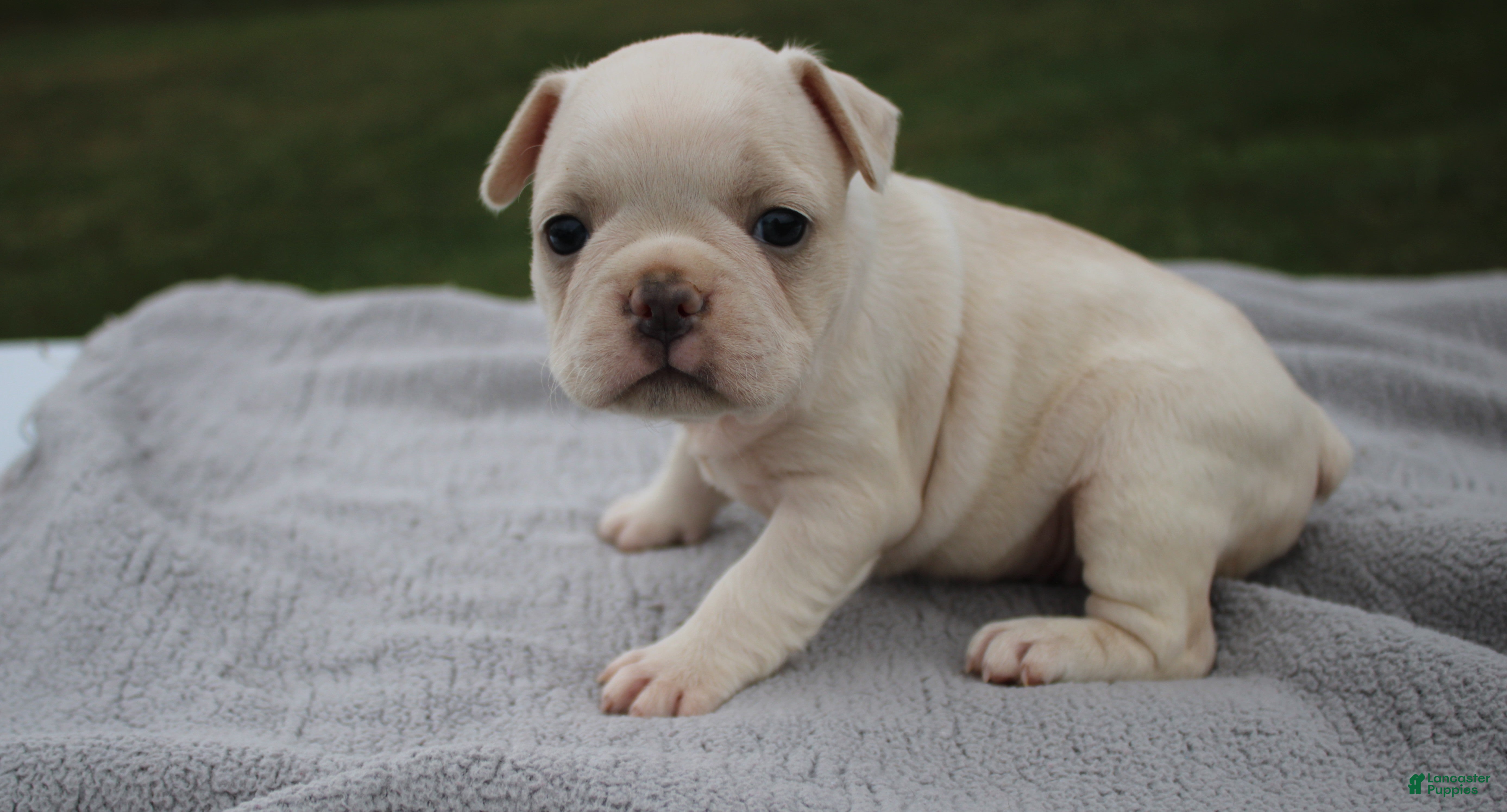 Frenchton dogs HOPE - Ad 1