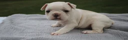 Frenchton dogs for sale: HOPE - Ad 1