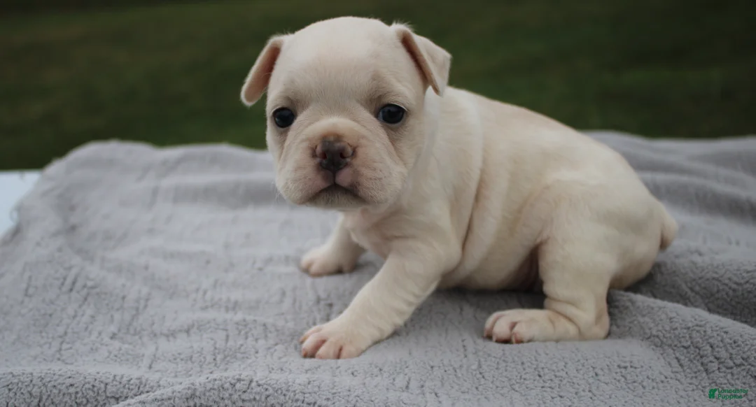 Frenchton dogs for sale: HOPE - Ad 1