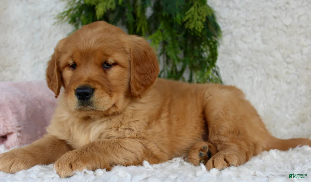 Golden Retriever dogs for sale: Golden Retriever Puppy 1 - Ad 3
