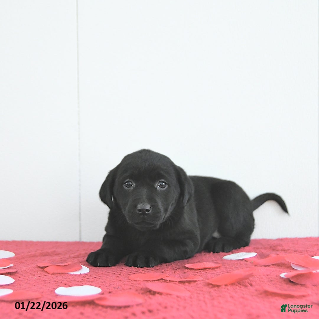 Labrador Retriever dogs for sale: Piper - Ad 4