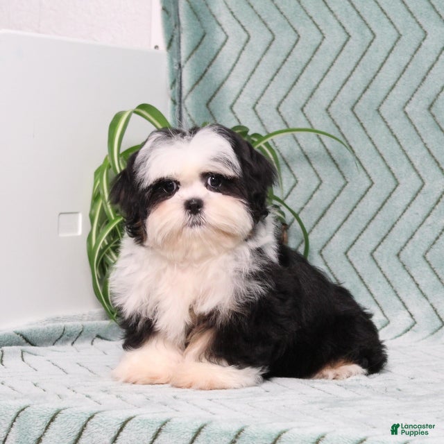 Shih Tzu dogs Blaire - Ad 1