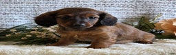 Miniature Dachshund dogs for sale: Serena - Ad 2