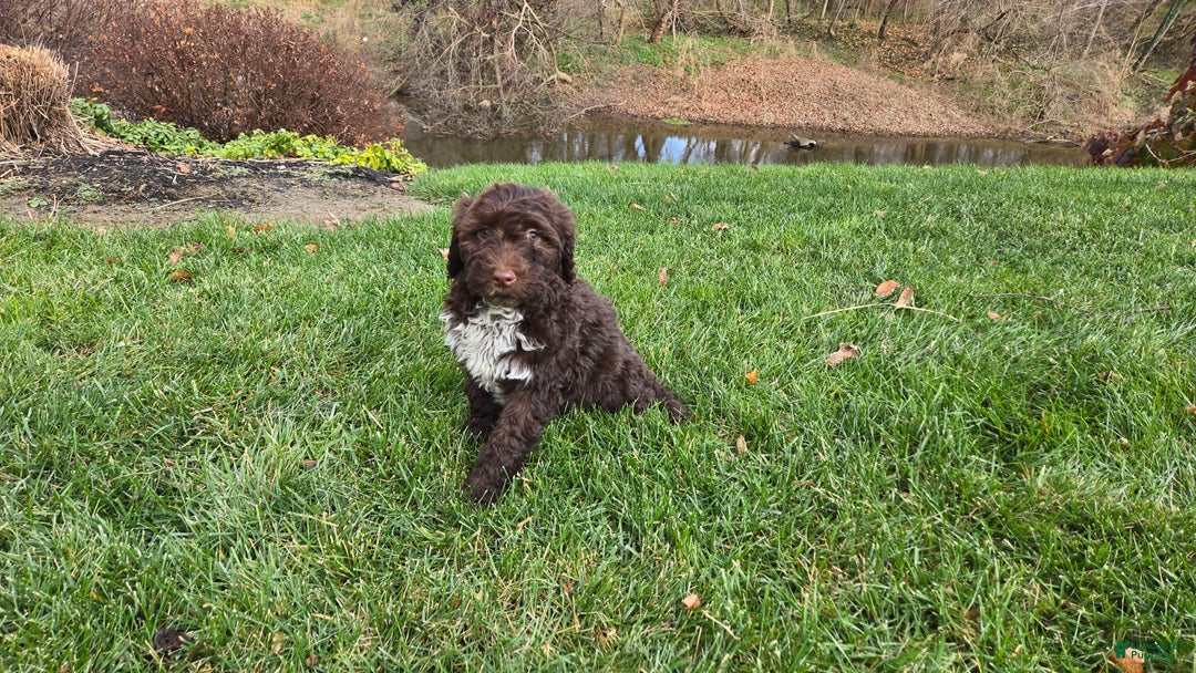 Portuguese Water Dog dogs for sale: Tori - Ad 29