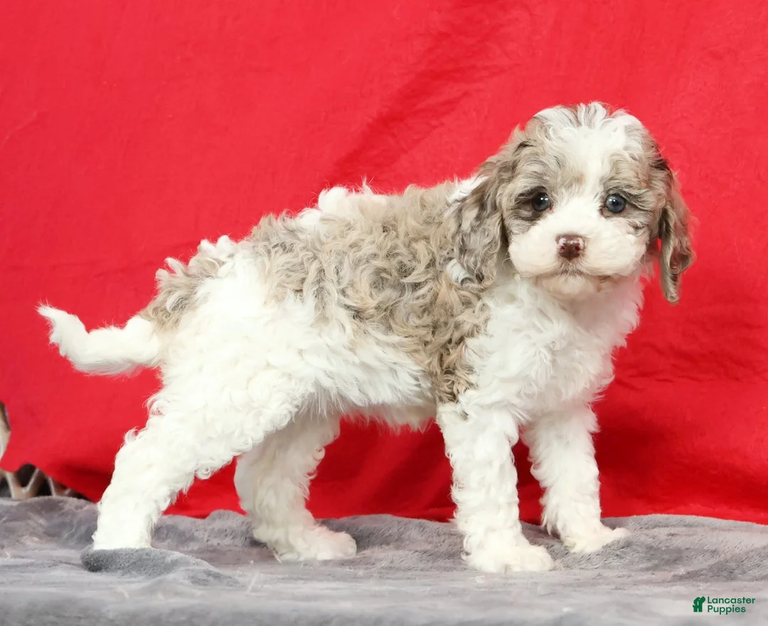 Cavapoo dogs for sale: Missy - Ad 2