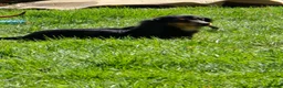 Miniature Dachshund dogs for sale: Dusty - Ad 4