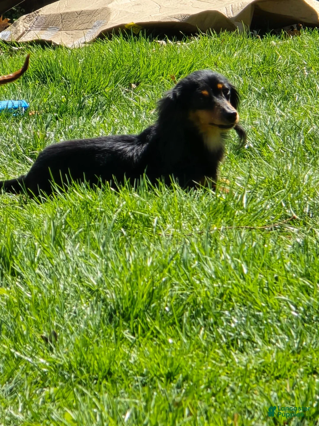 Miniature Dachshund dogs for sale: Dusty - Ad 4