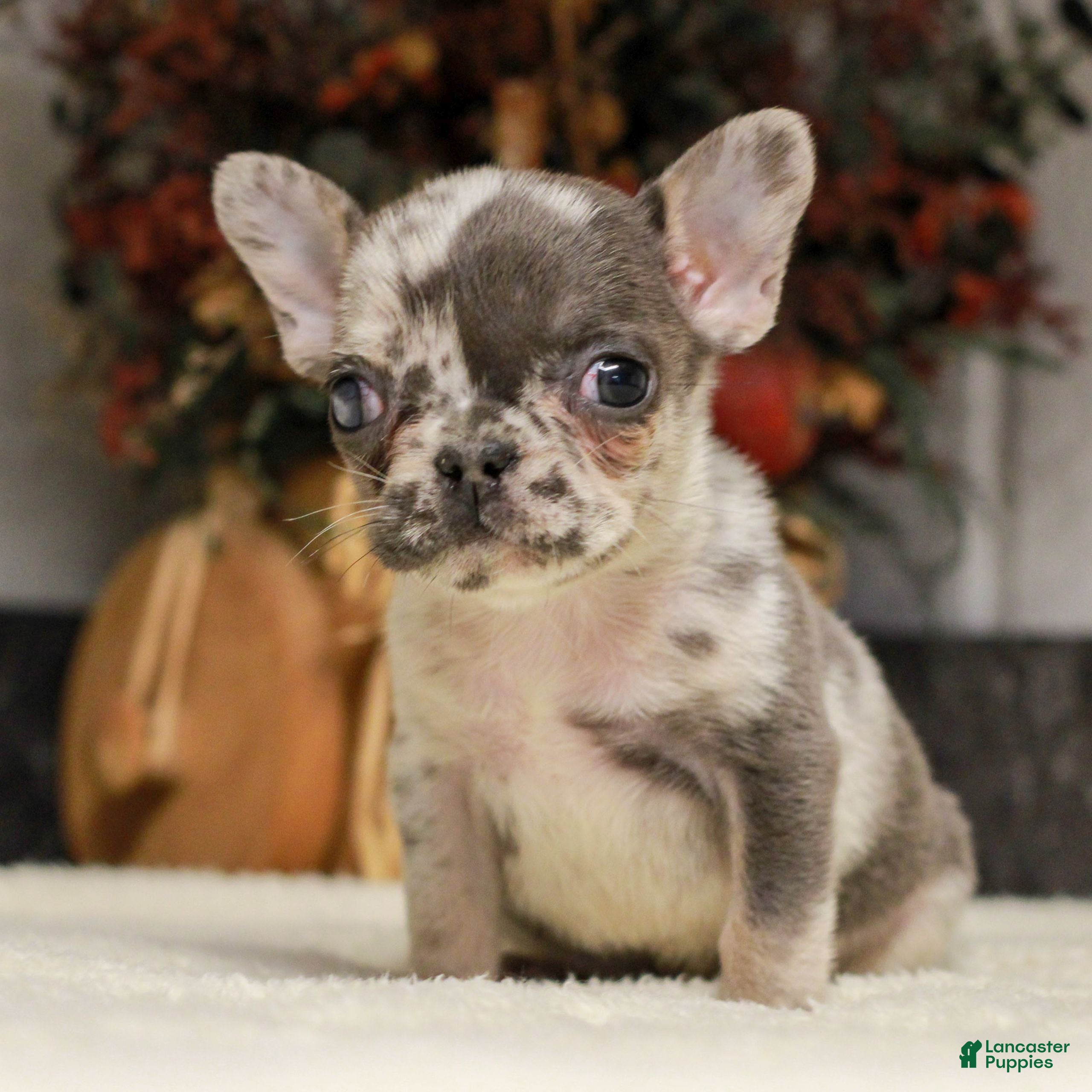 French Bulldog dogs Rose  - Ad 2