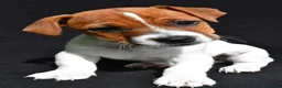 Jack Russell Terrier dogs for sale: Bella - Ad 5