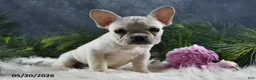 French Bulldog dogs for sale: Ivory - Ad 9