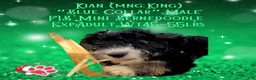 Mini Bernedoodle dogs for sale: Kian “Blue Collar” Male - Ad 15