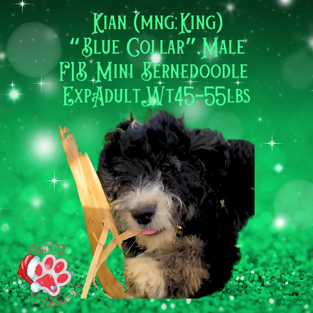 Mini Bernedoodle dogs for sale: Kian “Blue Collar” Male - Ad 15