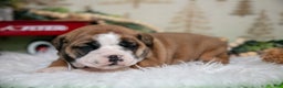 Mixed Breed dogs for sale: Clairy - Ad 3
