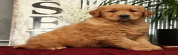 Golden Retriever dogs for sale: Addie - Ad 2