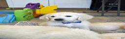 Golden Retriever dogs for sale: Creme Brulé - Ad 5