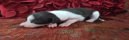 Italian Greyhound dogs for sale: Puppy 1 Female - Ad 3