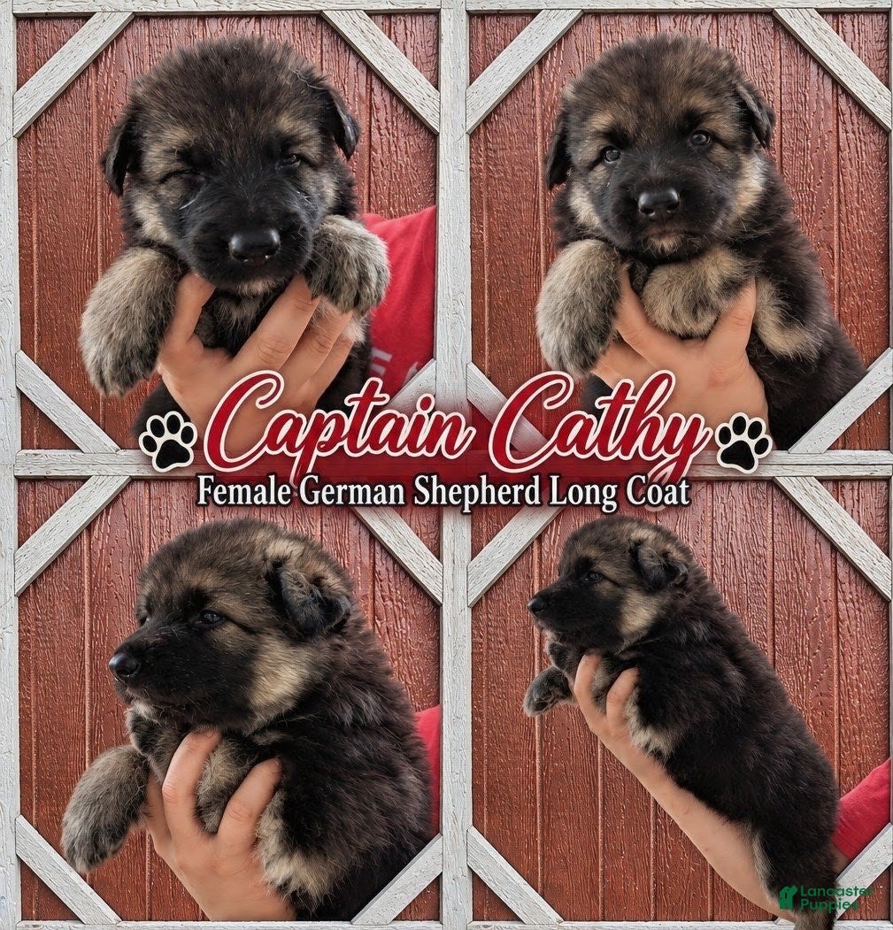 German Shepherd dogs Captain Kathy  - Ad 19