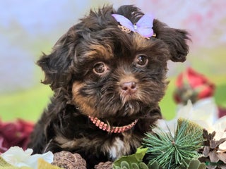 Maltipoo dogs Rare chocolate - Ad 33