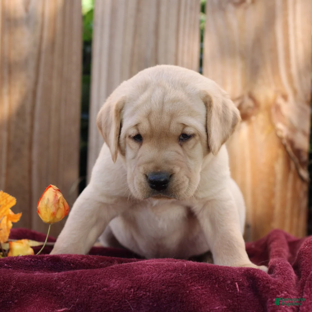 Labrador Retriever dogs for sale: Ridge  - Ad 2